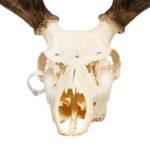 Real Red Deer Skull – 4500 g