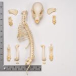 Real Domestic Dog Skeleton – Partial – 96 g