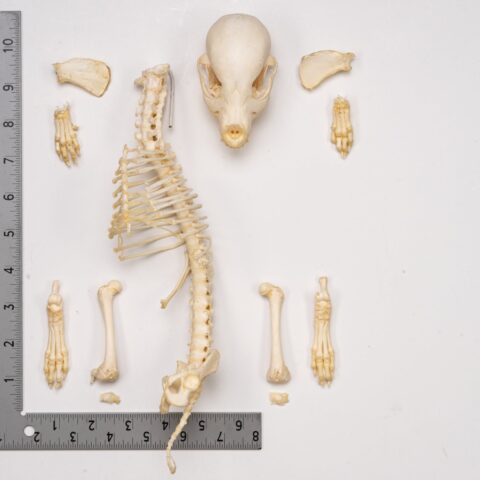 Real Domestic Dog Skeleton - Partial - 96 g