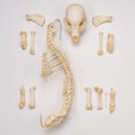 Real Domestic Dog Skeleton – Partial