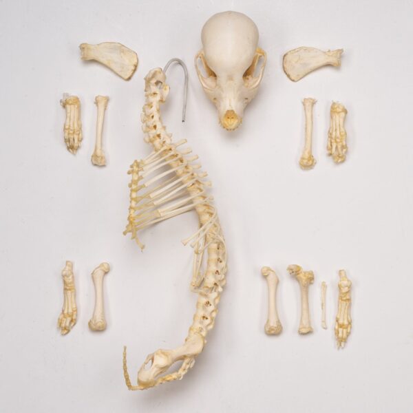 Real Domestic Dog Skeleton – Partial