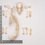 Real Domestic Dog Skeleton – Partial