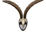 Real Beceite Spanish Ibex Skull