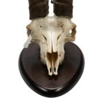 Real Beceite Spanish Ibex Skull