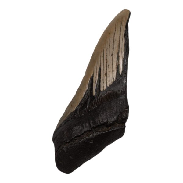 Real Megalodon Tooth – Half – 7.4075 oz