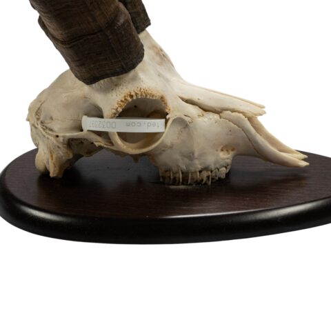 Real Beceite Spanish Ibex Skull