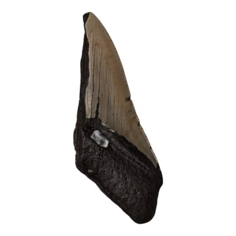 Real Megalodon Tooth - Half - 7.4075 oz