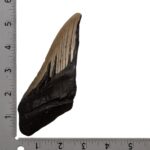 Real Megalodon Tooth – Half – 7.4075 oz