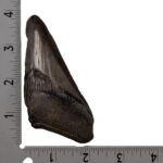 Real Megalodon Tooth – Half – 3.1041 oz