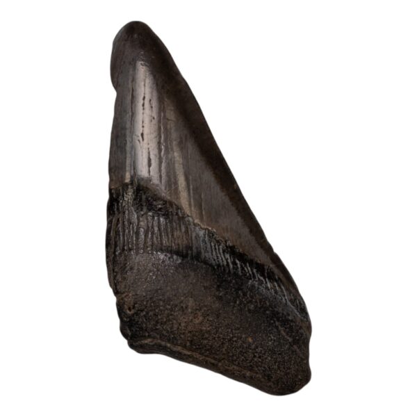 Real Megalodon Tooth – Half – 3.1041 oz
