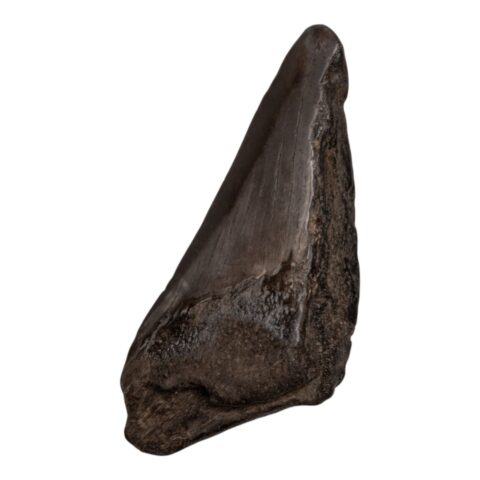 Real Megalodon Tooth - Half - 3.1041 oz