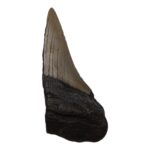 Real Megalodon Tooth – Half – 1.6932 oz