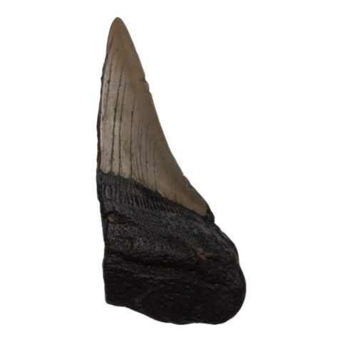 Real Megalodon Tooth - Half - 1.6932 oz
