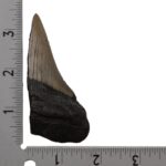 Real Megalodon Tooth – Half – 1.6932 oz