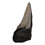 Real Megalodon Tooth – Half – 1.6932 oz