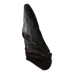 Real Megalodon Tooth – Half – 2.3986 oz