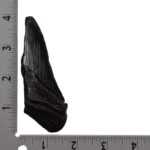 Real Megalodon Tooth – Half – 2.3986 oz