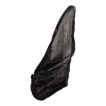 Real Megalodon Tooth – Half – 2.3986 oz