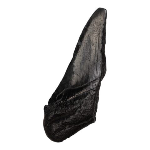 Real Megalodon Tooth - Half - 2.3986 oz