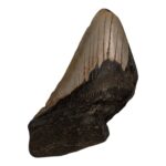 Real Megalodon Tooth – Half – 8.4658 oz