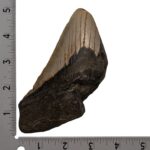Real Megalodon Tooth – Half – 8.4658 oz