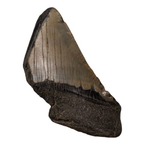 Real Megalodon Tooth - Half - 8.4658 oz
