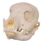 Real Domestic Dog Skeleton – Partial
