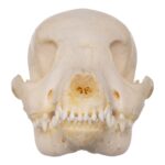 Real Domestic Dog Skeleton – Partial