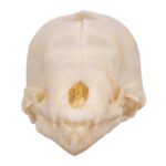 Real Seba’s Short-tailed Bat Skull – Juvenile