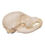 Real Domestic Dog Skeleton – Partial