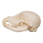 Real Domestic Dog Skeleton – Partial
