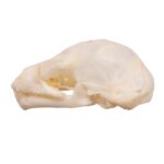 Real Seba’s Short-tailed Bat Skull – Juvenile