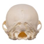 Real Domestic Dog Skeleton – Partial