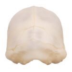 Real Seba’s Short-tailed Bat Skull – Juvenile