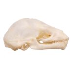 Real Seba’s Short-tailed Bat Skull – Juvenile