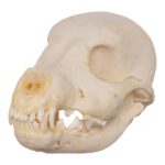 Real Domestic Dog Skeleton – Partial – 96 g
