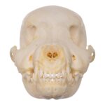 Real Domestic Dog Skeleton – Partial – 96 g