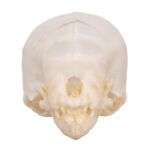 Real Seba’s Short-tailed Bat Skull – Juvenile