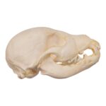 Real Domestic Dog Skeleton – Partial – 96 g