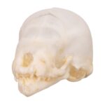 Real Seba’s Short-tailed Bat Skull – Juvenile