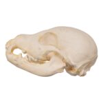 Real Domestic Dog Skeleton – Partial – 96 g