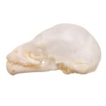 Real Seba’s Short-tailed Bat Skull – Juvenile