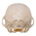 Real Domestic Dog Skeleton – Partial – 96 g