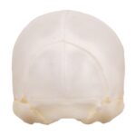 Real Seba’s Short-tailed Bat Skull – Juvenile
