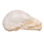 Real Seba’s Short-tailed Bat Skull – Juvenile