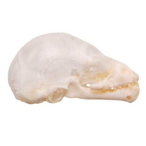 Real Seba's Short-tailed Bat Skull - Juvenile