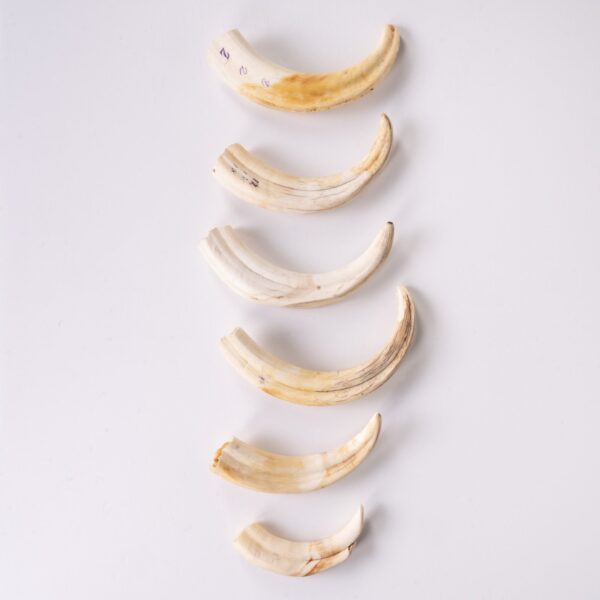 Real Bag-O-Warthog Tusks