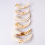 Real Bag-O-Warthog Tusks