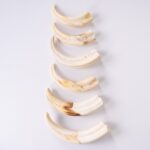 Real Bag-O-Warthog Tusks