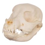 Real Domestic Dog Skeleton – Partial – 126 g